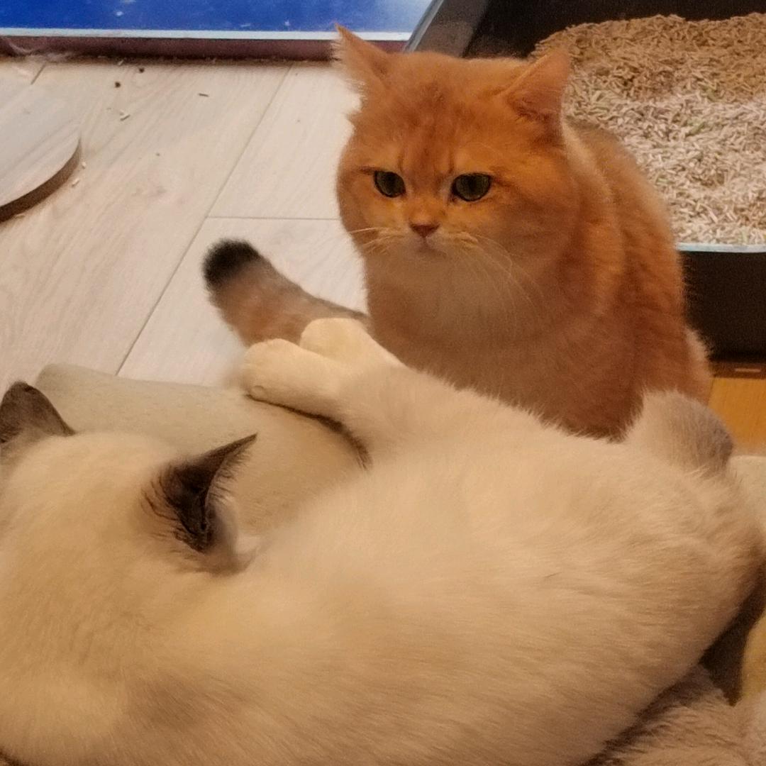 这是Martin哥哥鸭