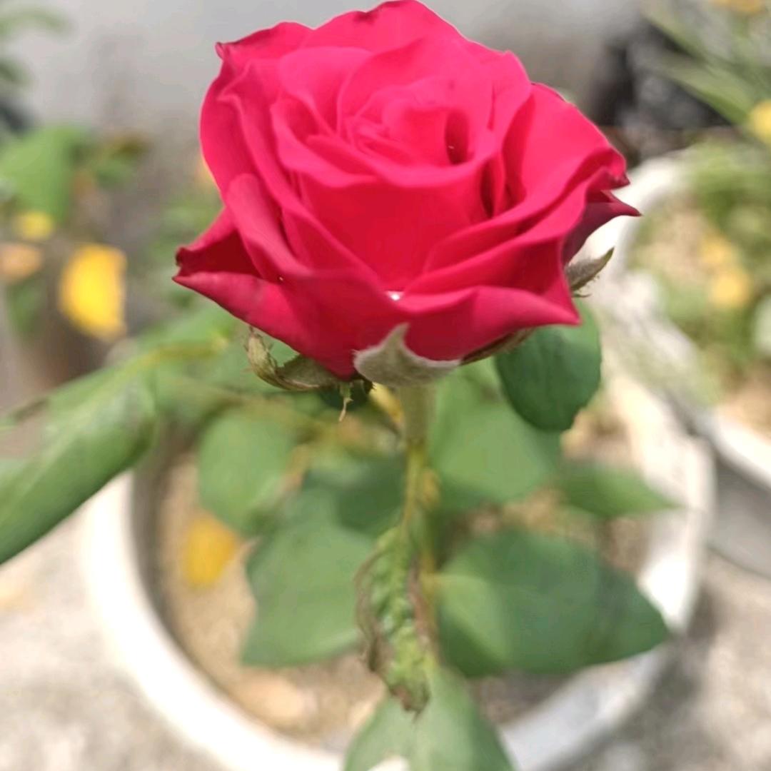 再美的诺言都是敷衍