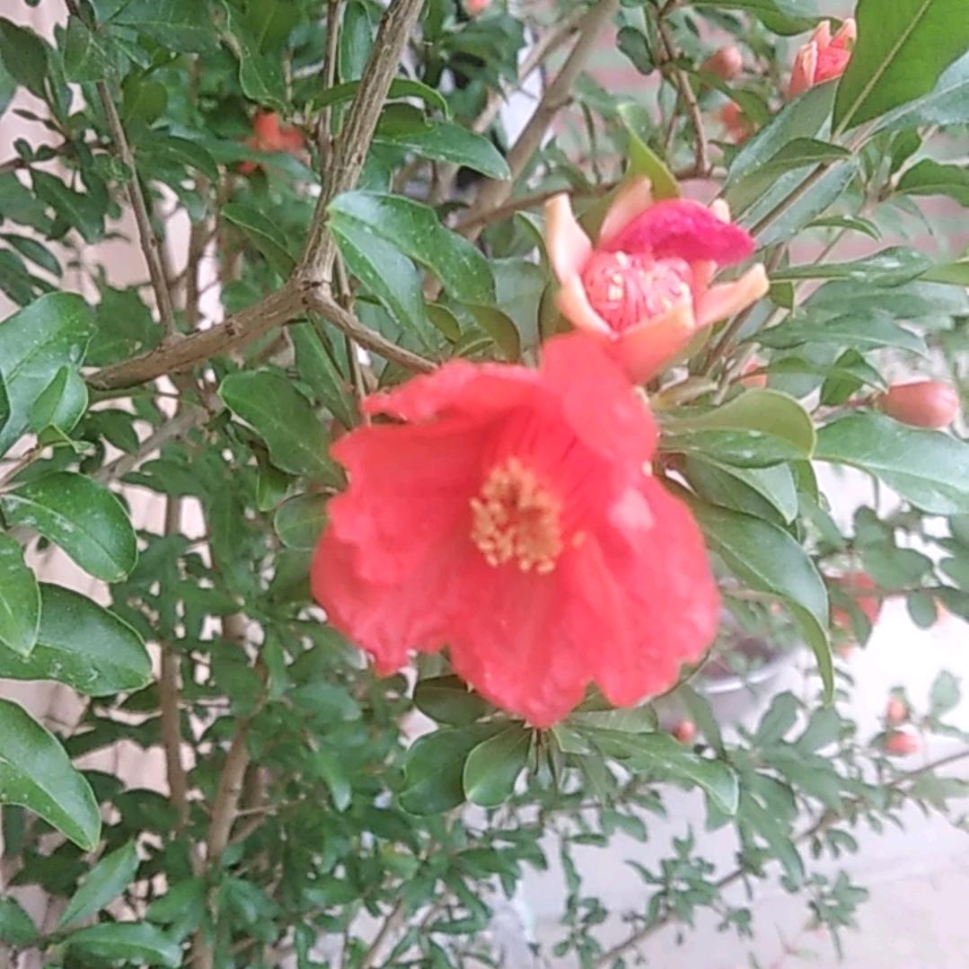 牡丹