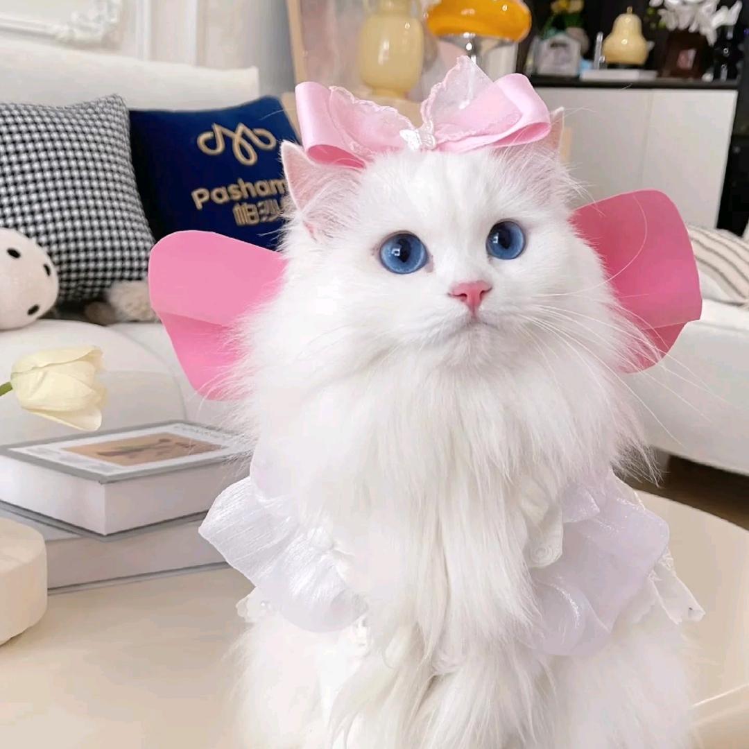 喵先森猫舍（惠州家庭猫舍）