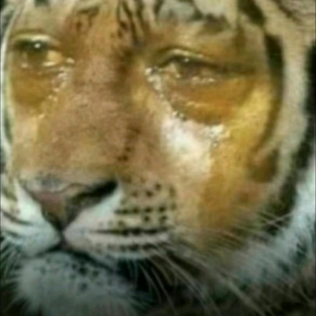 壁虎也是虎