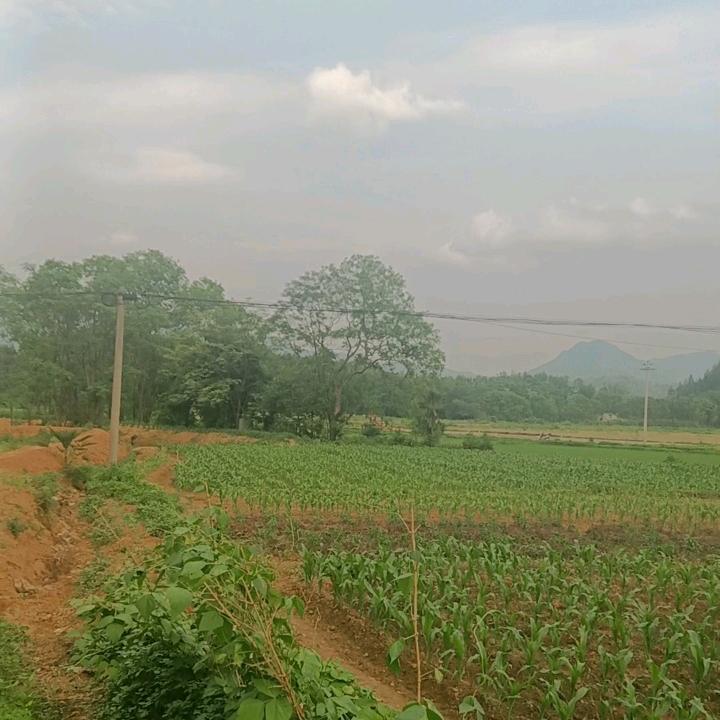 兰花石美