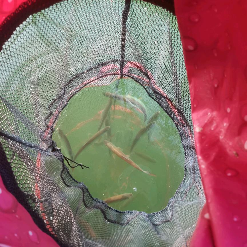 渔情鱼鲤无结子线