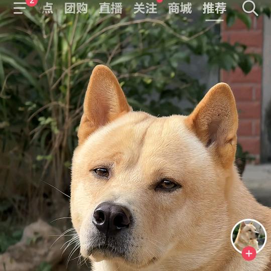 🧅花心的洋葱