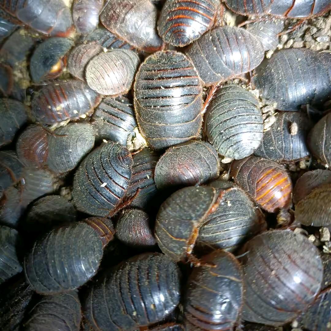 安徽亳州楚清土元养殖，孵化幼虫基地