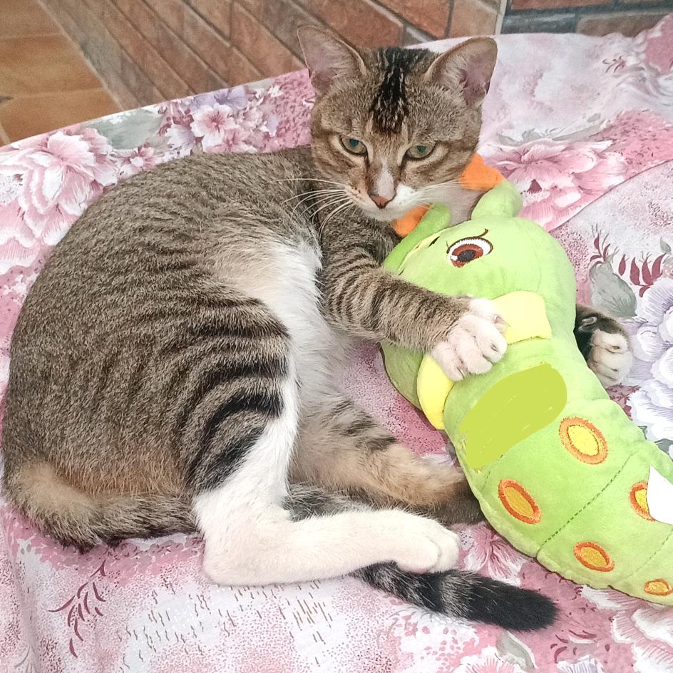 狸宝