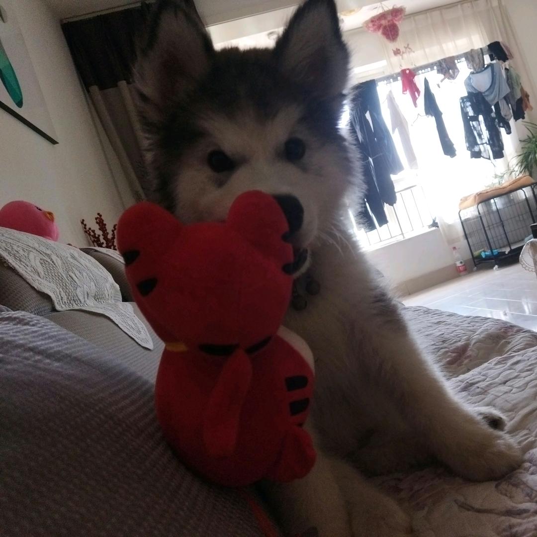 孤独的心