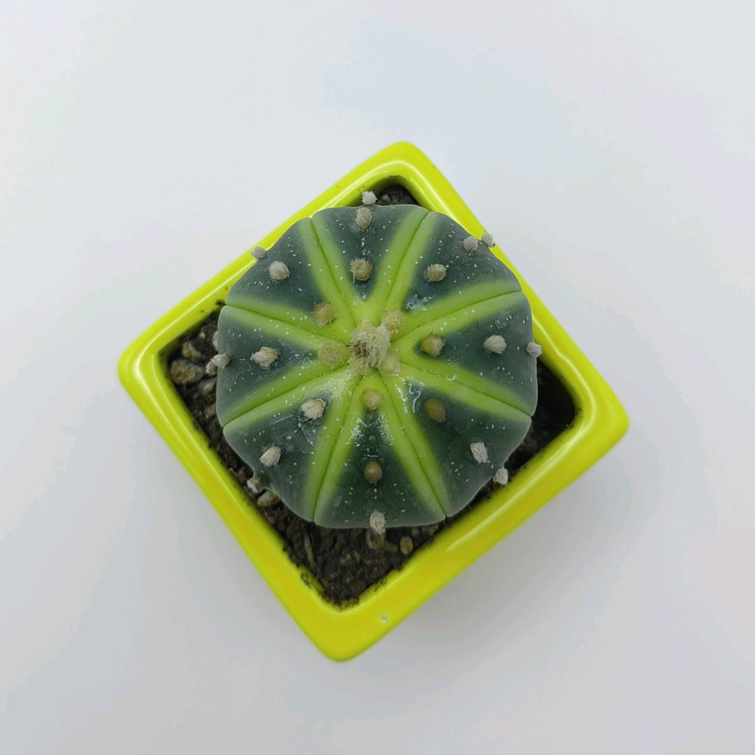 朵美学堂