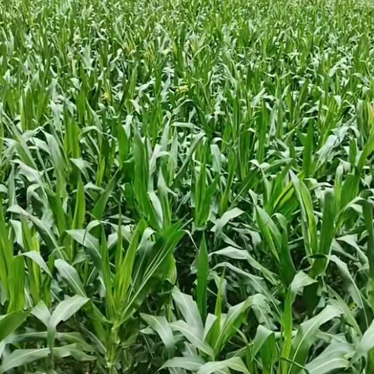 《再苦也要得坚持》