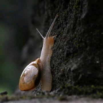 蜗牛