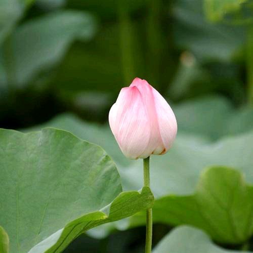 l涛声依旧