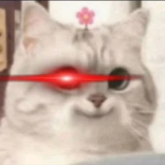 灰太羊