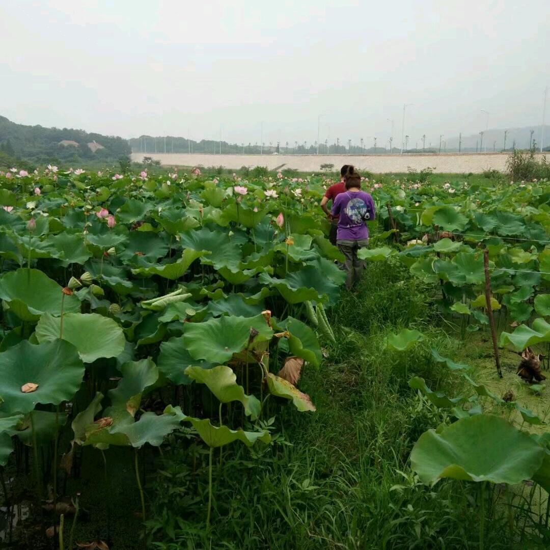 玲莉