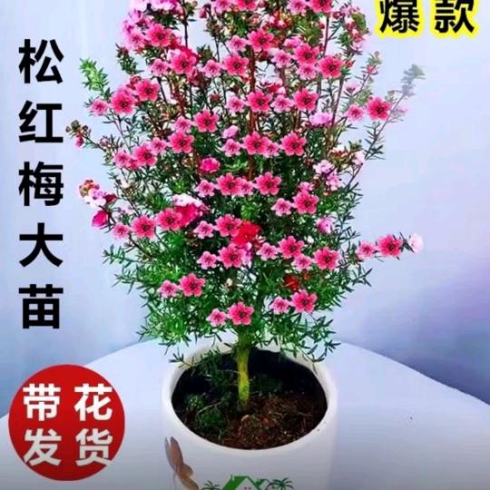 爱花