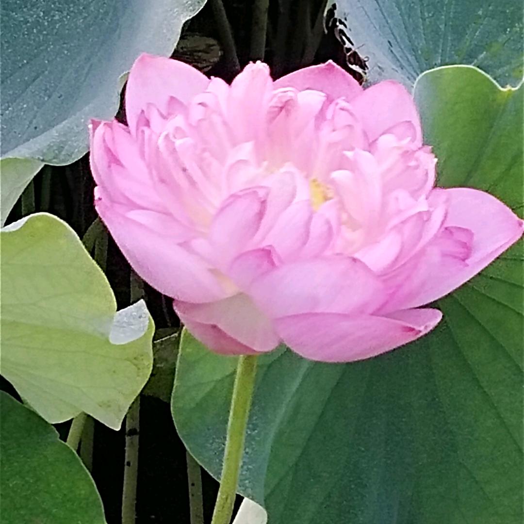 春天子