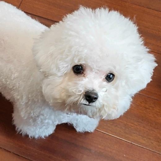 比熊🐷王珠珠🐷