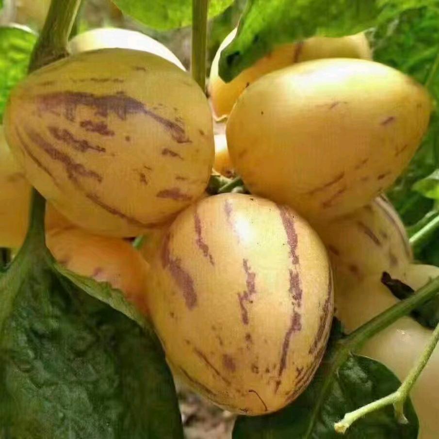 心相事成谢万琴