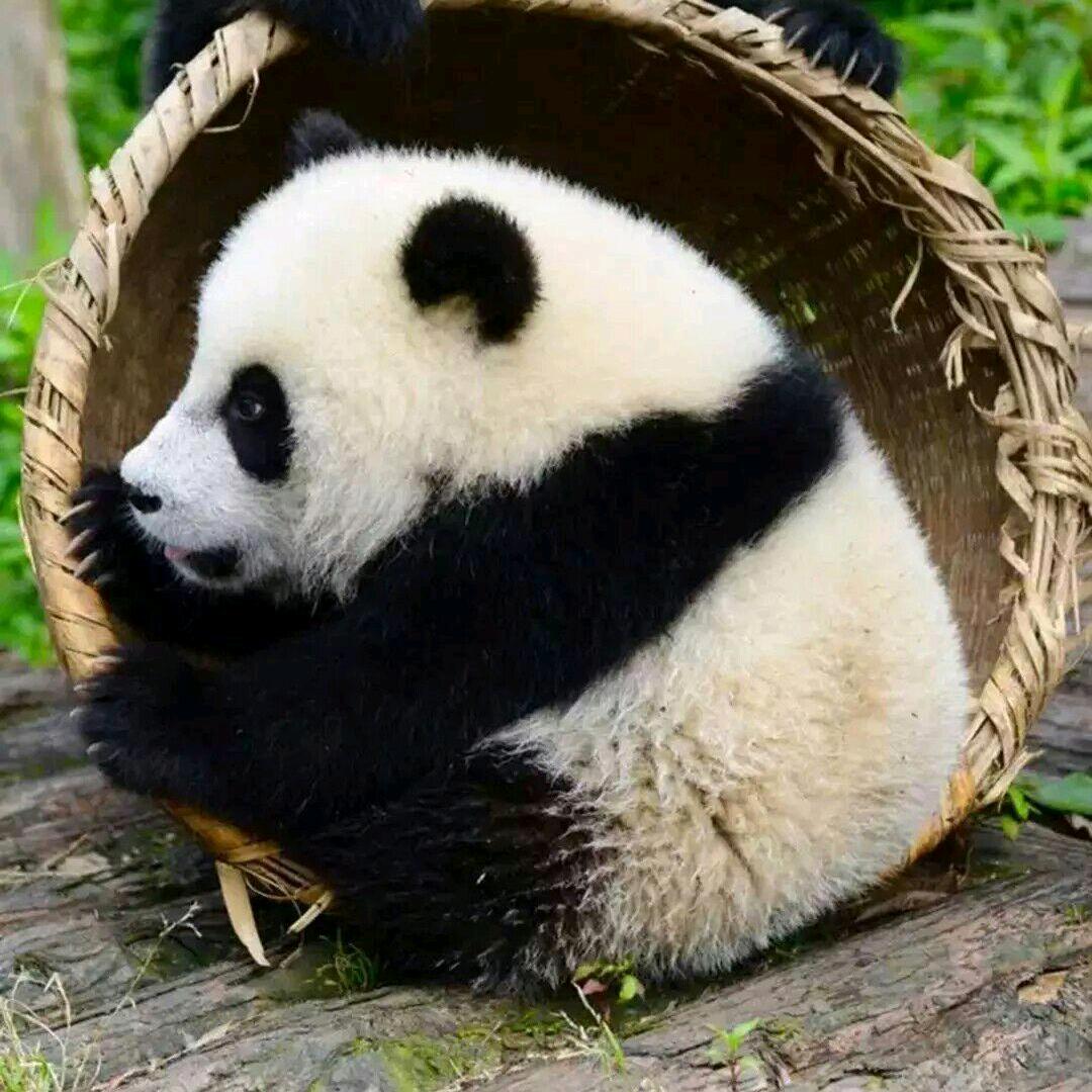 小天哥哥