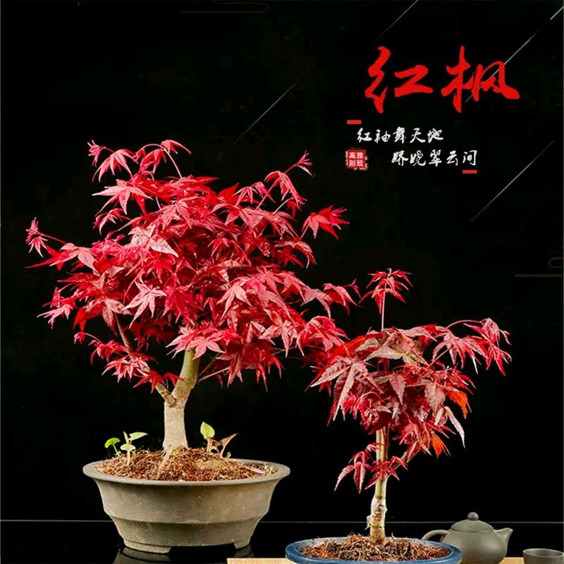 莫小仙花品阁果树苗木专卖店