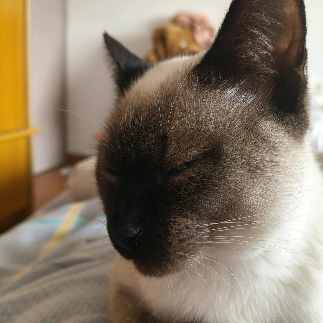 小敏猫咪
