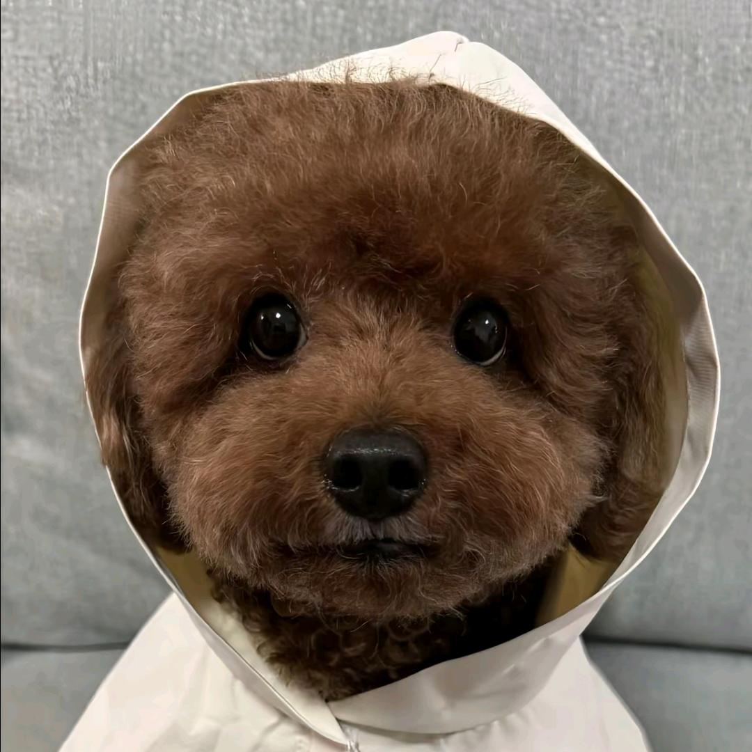 一只小小虫