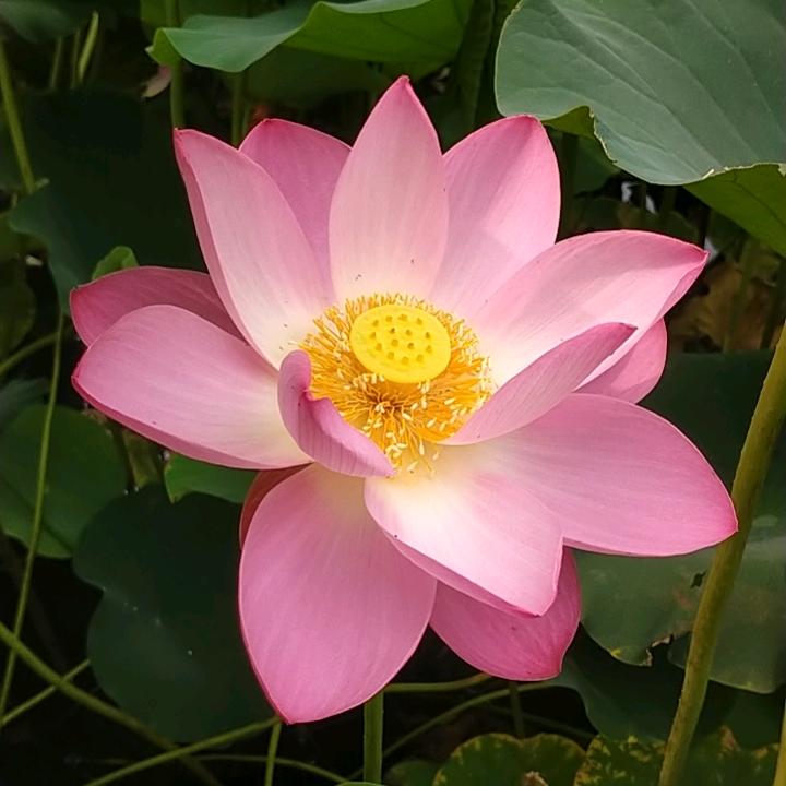 暮色春秋