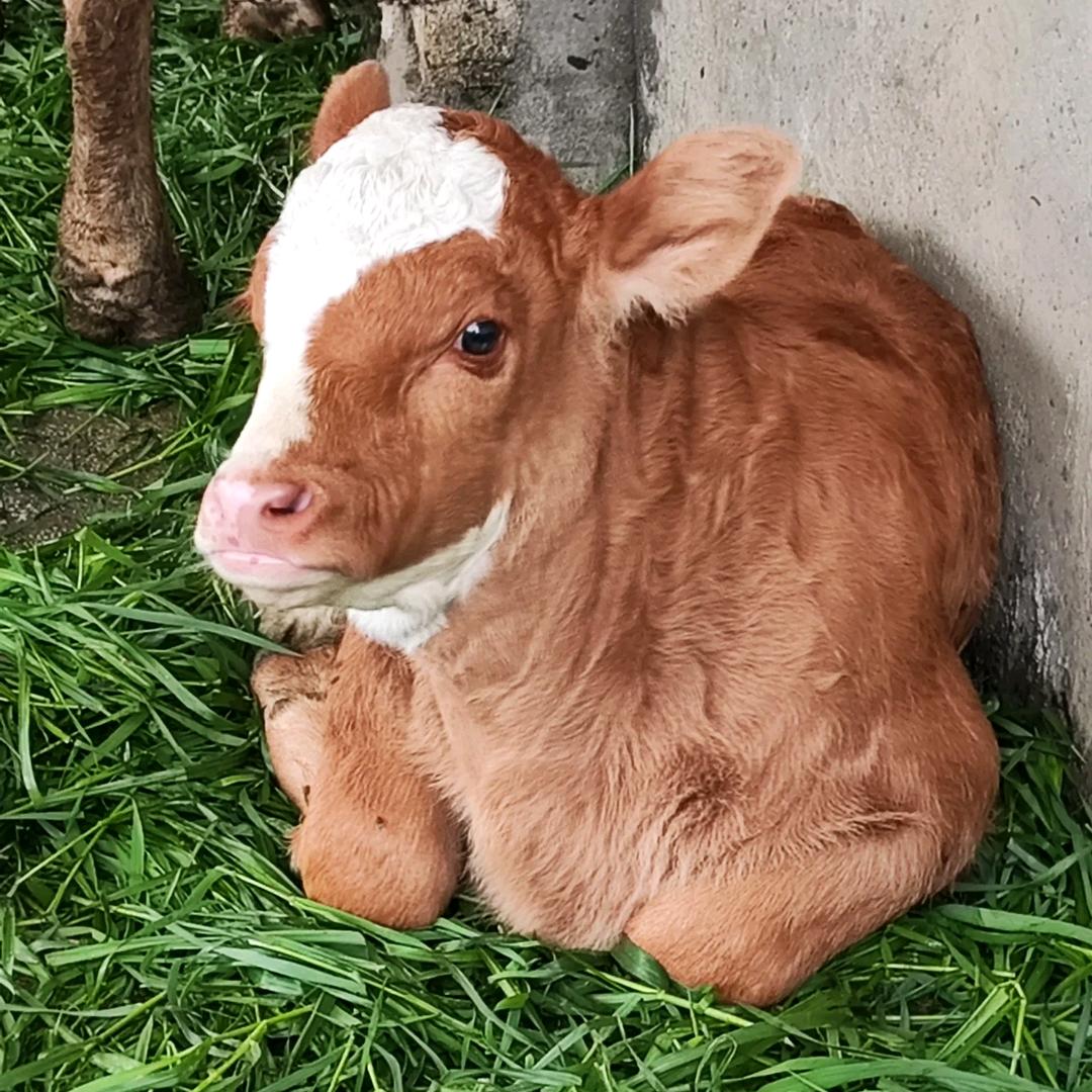 农村养牛人小范