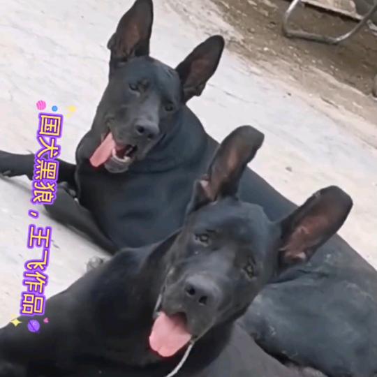 国犬黑狼，（飞哥犬舍）