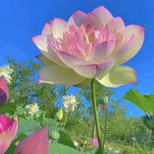 好运莲莲