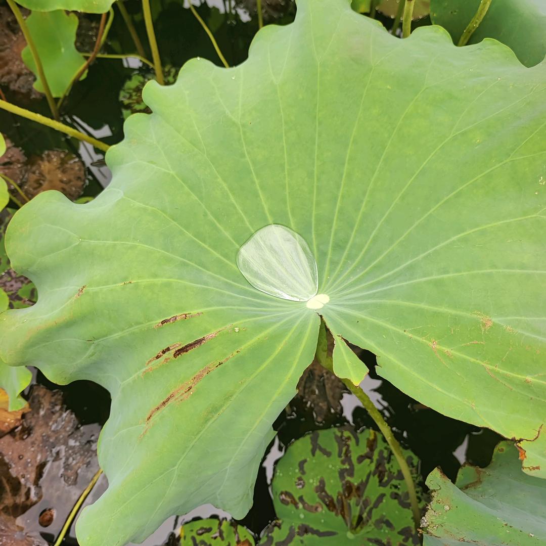 福你高照