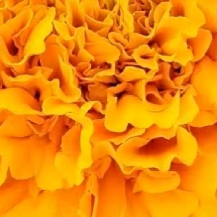 薰衣草