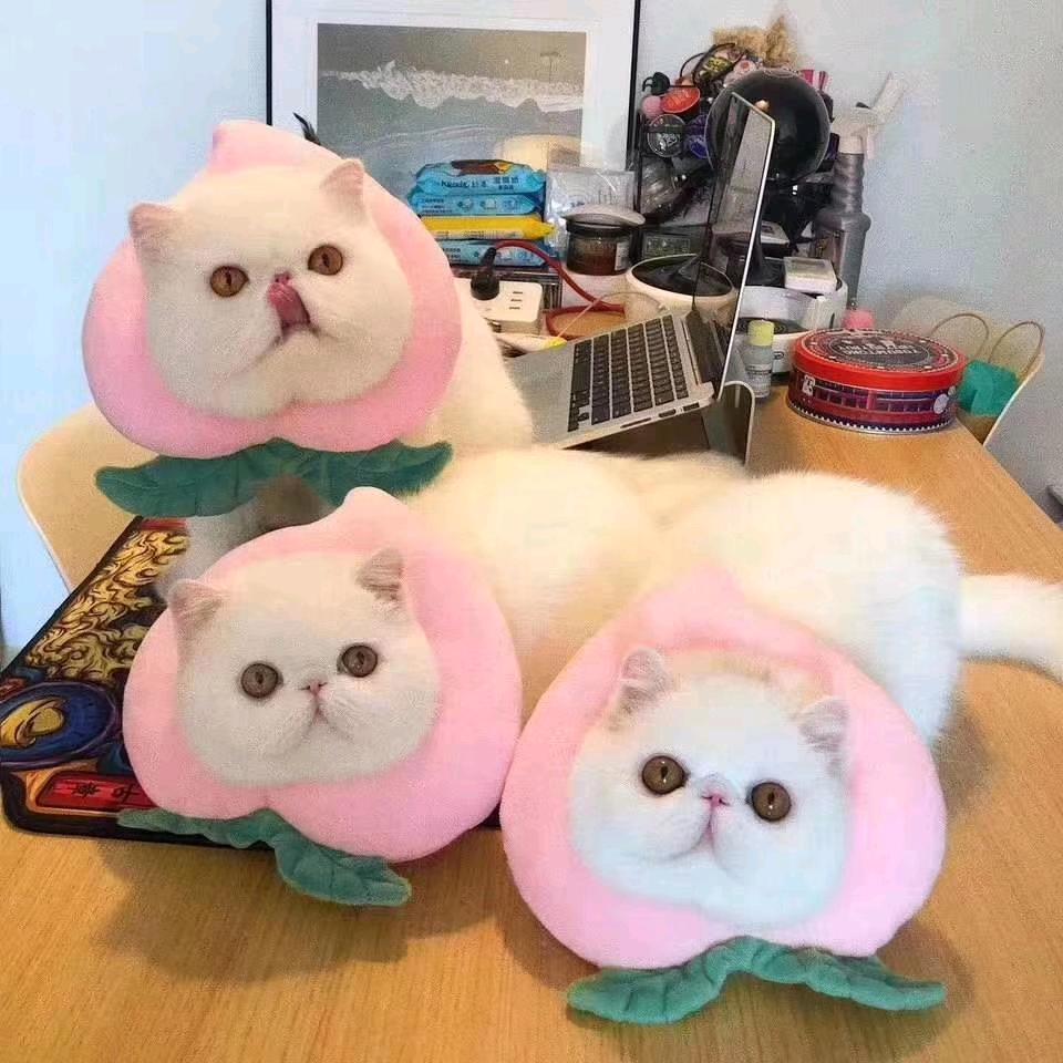 华庭宠物