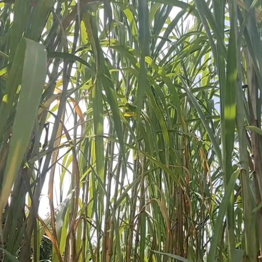 牧草养猪路上