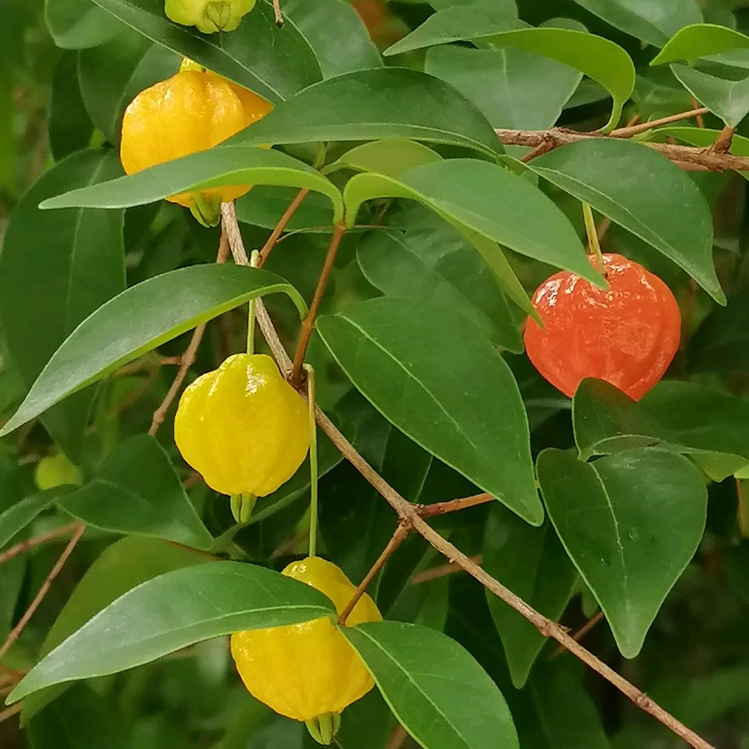 灯笼果