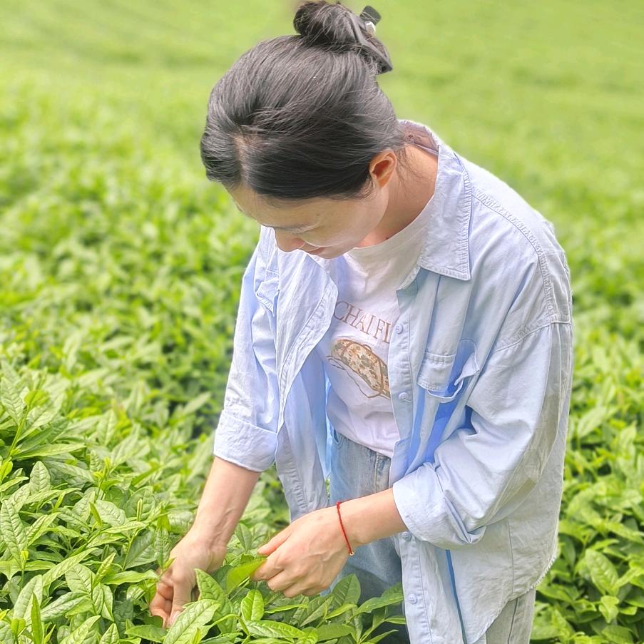 武夷山庭丽家茶