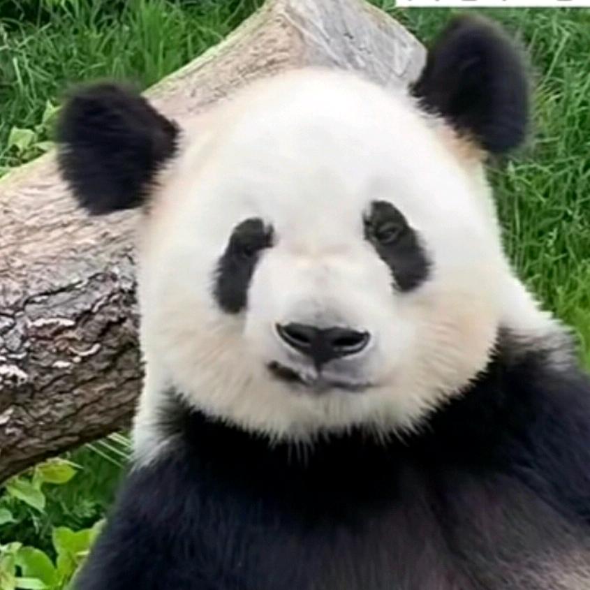 青团公主