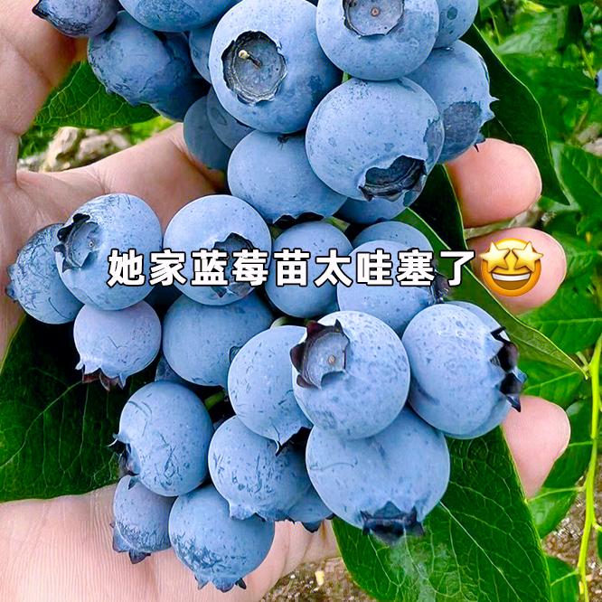 享荣园艺