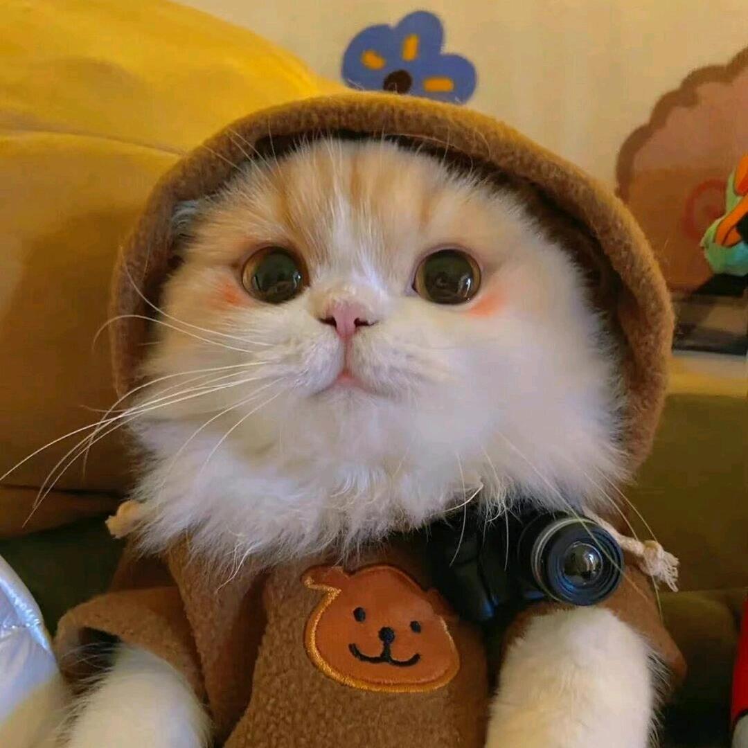 草莓干和猪肉脯