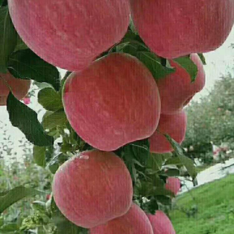 小太阳