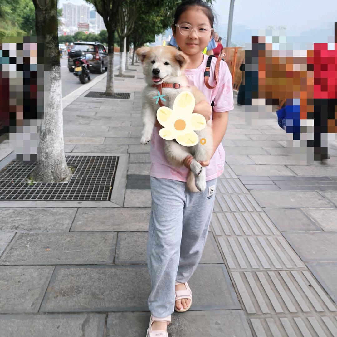 飞行猪猪女