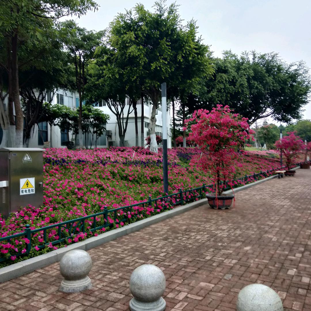 心梦圆