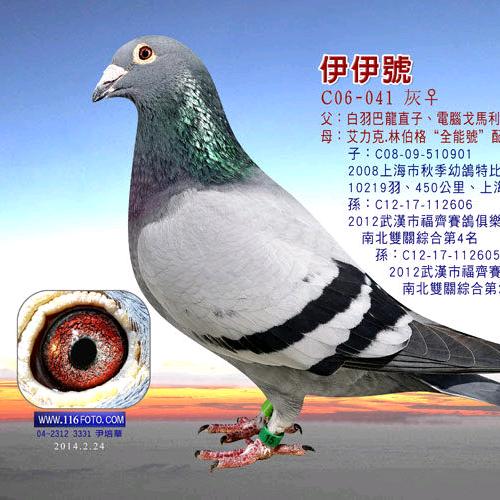 天宇赛鸽
