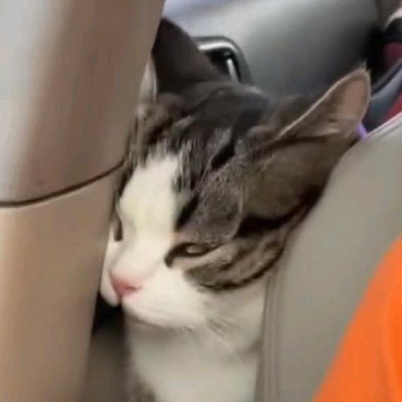 -梅狸猫-