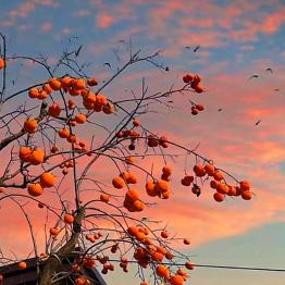 无言💞意为放手