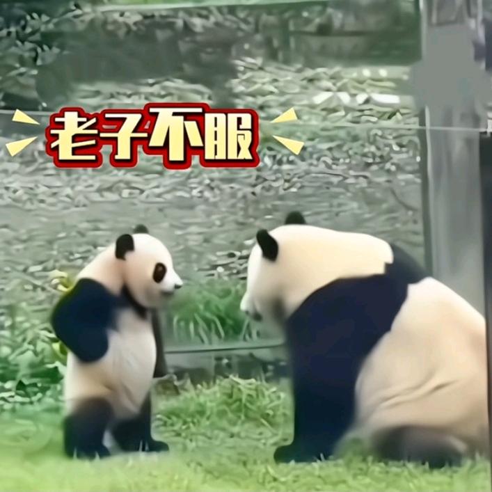 干活呢
