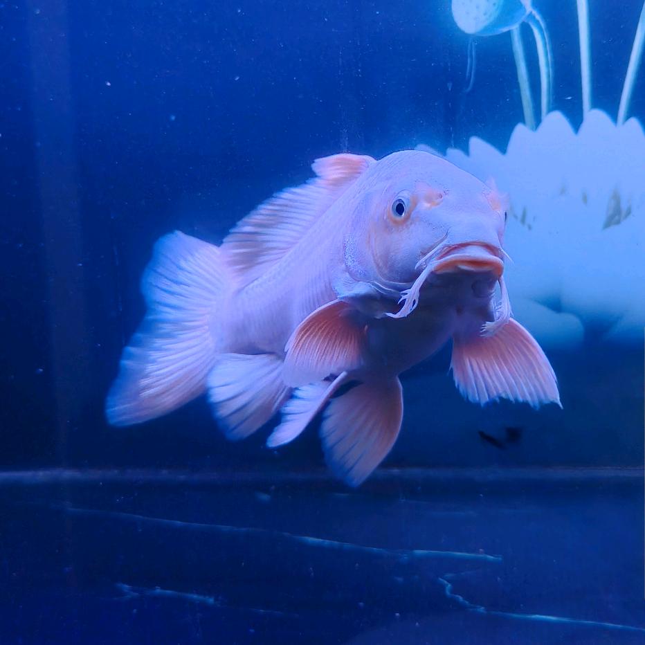 众里寻他千百杜先生