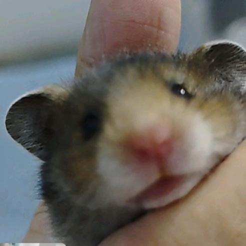 爱养鼠鼠的小玉💕