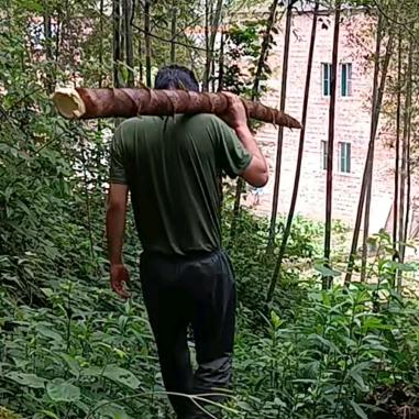 风铃【药山情🌿】