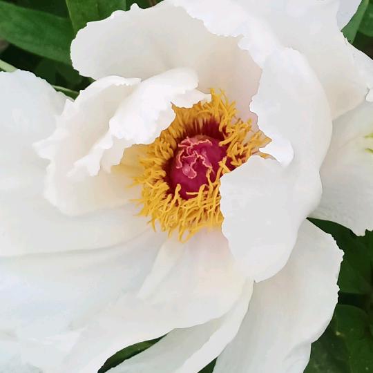 牡丹花开