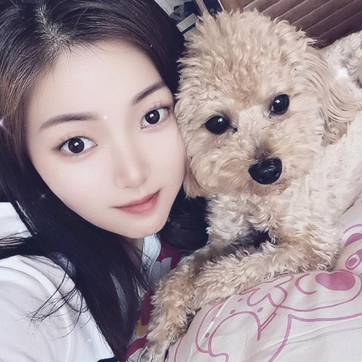 球球是只小泰迪